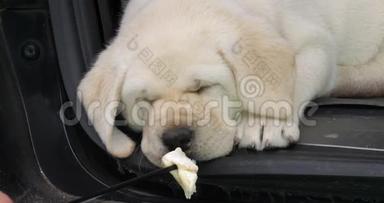 黄色拉布拉多猎犬，小狗睡在汽车的树干上，闻到一片奶酪的味道，诺曼底在法国，慢动作